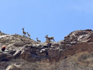 Big horn sheep family near Las Vegas 
