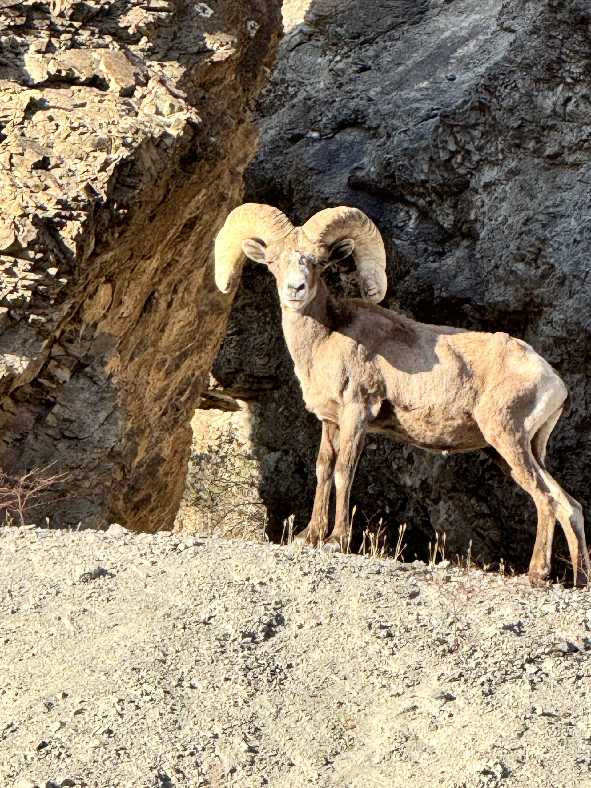 Big horn sheep at Vegas Glamping