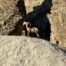 Animal Safari at Vegas glamping