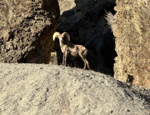 From Bighorn Rams to Ringtail Cats: Your Desert Safari Adventure Awaits