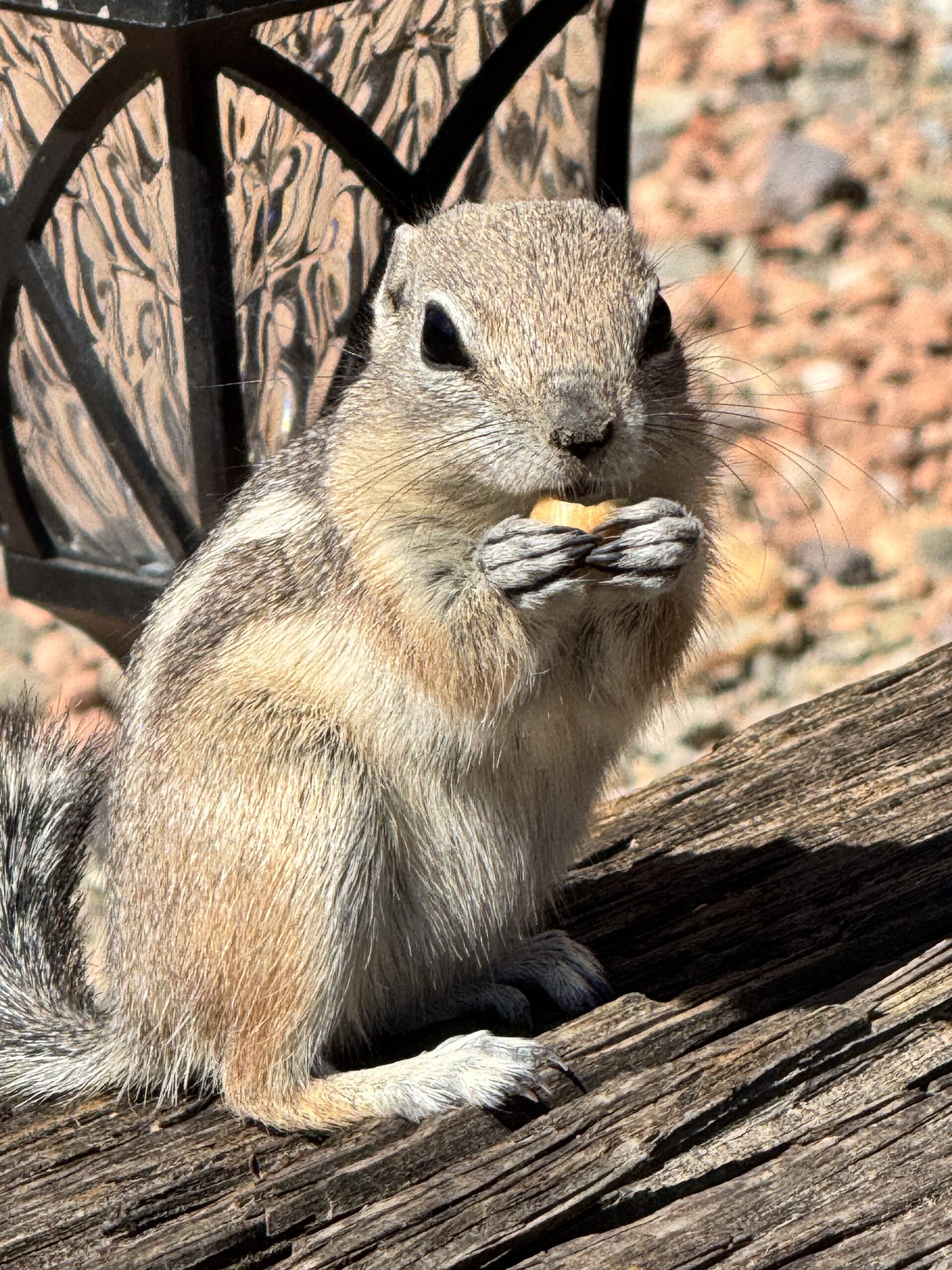 Chippie Camp Mascot Vegas Glamping mascot is Chippie the chipmunk